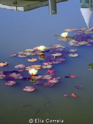 Reflections of Lisbon in a pond! by Elia Correia 